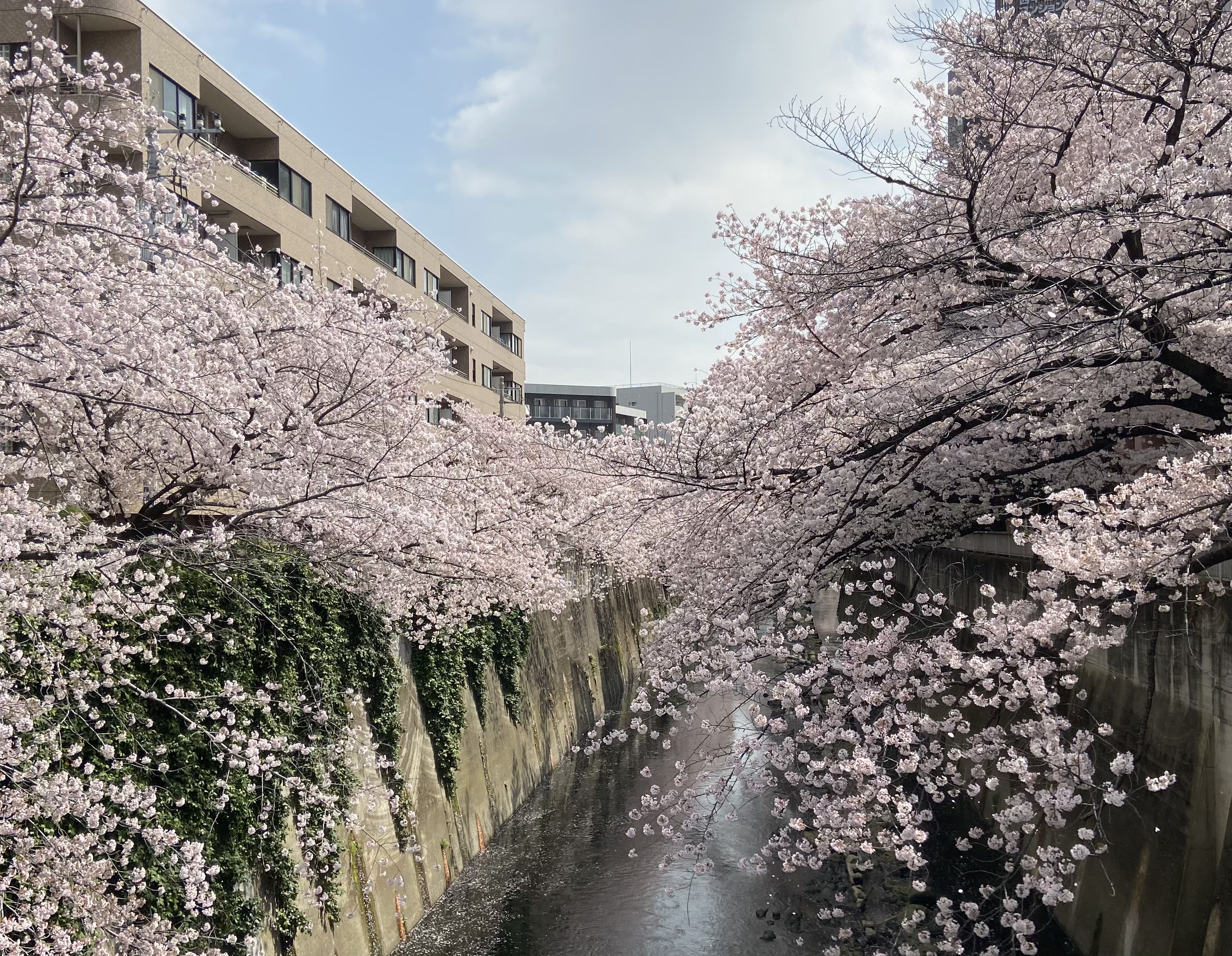 sakura blooming in Tokyo